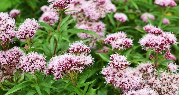 Valeriana ganha espaço como aliada natural contra insônia e ansiedade - Imagem do artigo