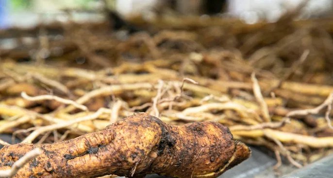 Kava-kava ganha destaque como opção natural contra ansiedade, insônia e dores - Imagem do artigo