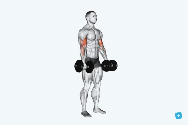 Sequência de exercícios reforça e define músculos dos braços - Imagem do artigo