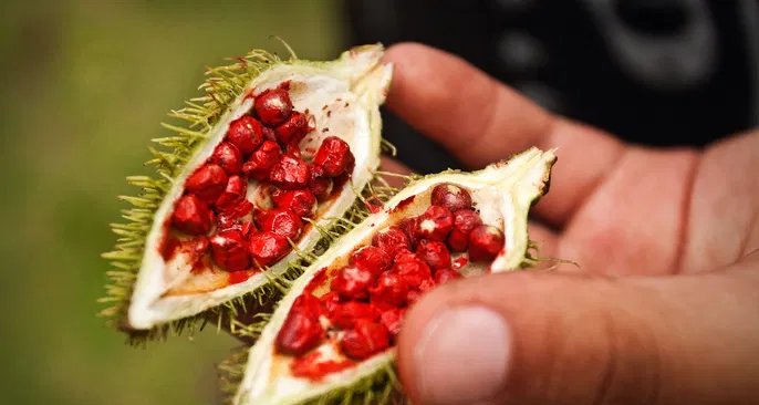 Urucum: semente usada como corante ganha atenção por possíveis benefícios à saúde - Imagem do artigo