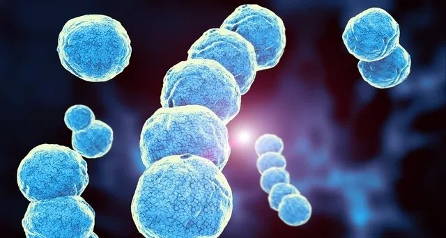 Streptococcus: entenda as principais espécies, formas de contágio, sintomas e tratamento - Imagem do artigo