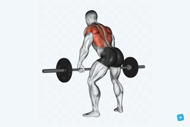 10 exercícios indicados para fortalecer costas e bíceps - Imagem do artigo