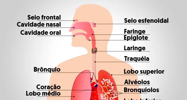 Sistema respiratório: órgãos, funções e doenças mais frequentes - Imagem do artigo